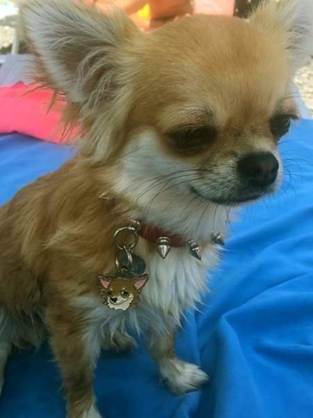 obesek za psa chihuahua-cream